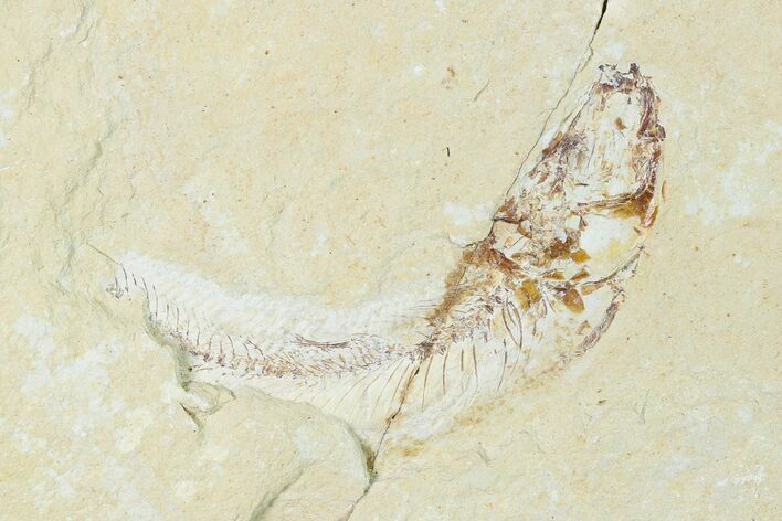 Bargain, Cretaceous Fossil Fish - Lebanon #162848